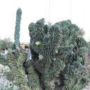 arizona from other cameras - DSCF1625